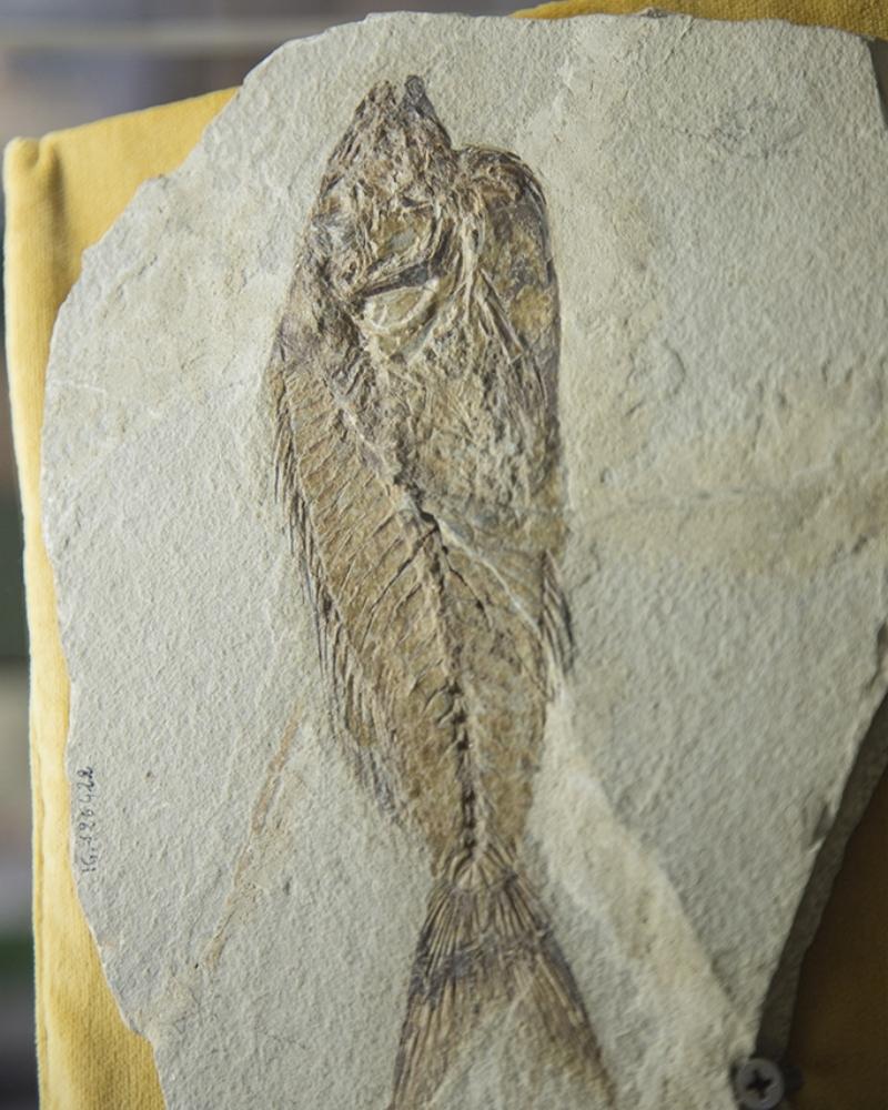 Pesce fossile