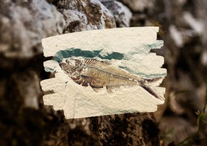 fossile di un pesce
